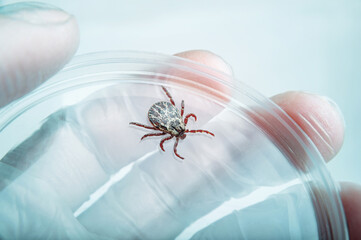 Encephalitis Infected Tick Parasite Insect Laboratory Tube Glass Vial Science Medical Research...