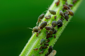 Black Bean Aphid Colony Close-up. Blackfly or Aphis Fabae Garden Parasite Insect Pest Macro