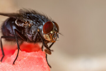 House Fly, Flesh Fly or Meat Fly Sarcophagidae Parasite Insect Pest on Fruit. Danger of Disease Vector, Pathogen Transmission or Infection Germ Spreading