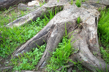 横から見た、根が広がる木の切り株と草