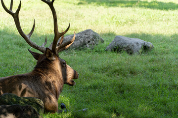 Cervus elaphus male deer, resting in the field in the shade of a tree, in the background stones, mexico