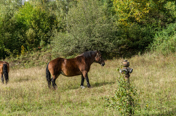 Koń  © wedrownik52