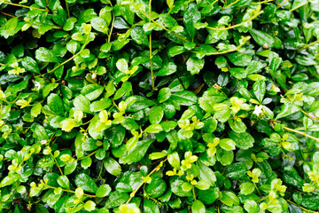 Fototapeta na wymiar Green leaf texture or background.