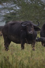 buffalo in the field