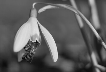 Schneeglöckchen mit Biene