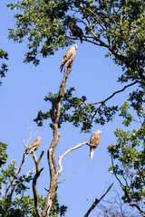 Vier Rotmilane in Bäumen sitzend