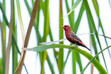 The Red avadavat on the field