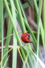 The Red avadavat on the field