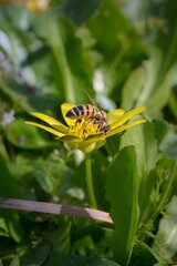 Bumble bee collecting flower pollen in Garden. Captured in National Park at summer