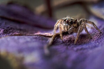 Cannibal Spider lonely walking over tidal sand beach. Late night shot at Resort beach