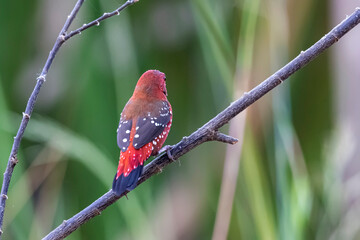 The Red avadavat on the field