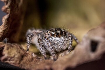 Cannibal Spider sneaking over tidal sand beach. Late night shot at Resort beach