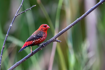 The Red avadavat on the field