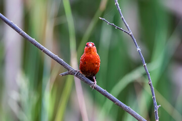 The Red avadavat on the field