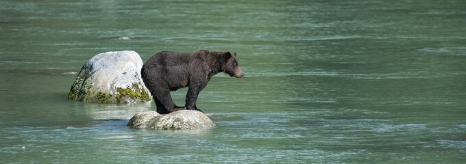 Naklejka premium A grizzly standing on a rock in the river in Alaska, looking for salmon fish 