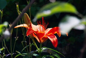 Large colorful Lily flower with its tasteful nectar attracting insects. Captured from City Garden