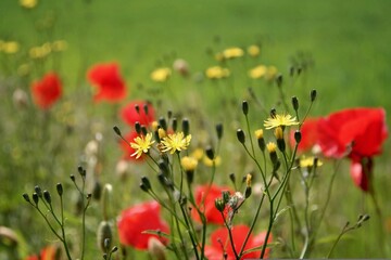 Meadow and Poppy flowers make the garden heaven with its aroma and flora