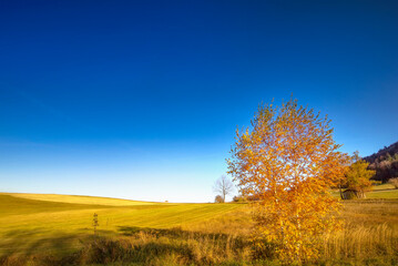 Obraz premium autumn landscape with trees
