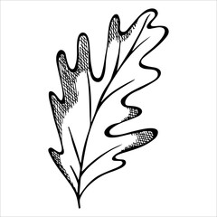 Vector hand drawn oak leaf. Autumn illustration. Detailed botanical clipart.