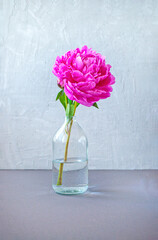 Composition of beautiful pink peony in transparant glass bottle on a grey table background.