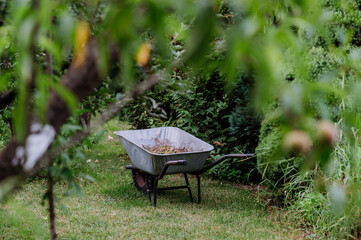 Wheelbarrow in garden, full of twigs and foliage. Autumn garden cleaning concept.