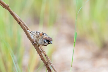 The Sparrow on a branch