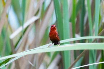 The Red Avadavat on the field