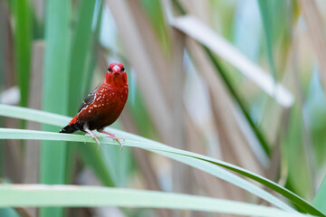 The Red Avadavat on the field
