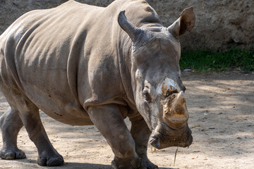 Fototapeta premium Ceratotherium simum simum white rhinoceros walking quietly in dirt field, horn cut off mexico