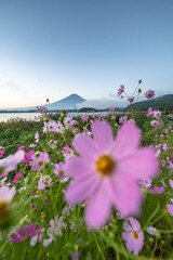 富士山とコスモス（河口湖）