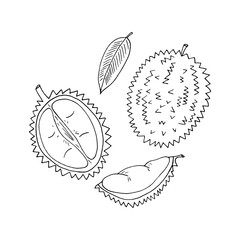 durian fruit set of elements hand drawn in doodle style. icon, sticker, label.