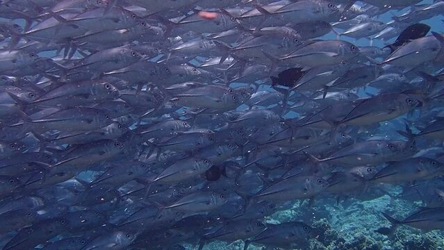 jackfish storm