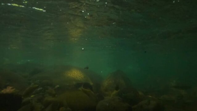 Underwater slow motion shot of some fish swimming peacefully in a river