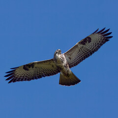 Mäusebussard