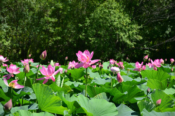 Blooming lotus lake. There is a forest in the background. Large pink flower buds.