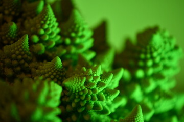 Romanesco broccoli  show the Logarithmic spiral in the nature and fractal shapes