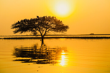 Fototapeta na wymiar Golden Sunset on the lake. Water Reflection. Tree With Birds. Lake Landscape. Wild Nature.