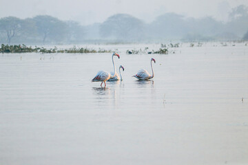 Greater Flamingo Birds In Water of Lake. Wild Water Birds. Long neck and legs. Fishing Birds. Lake Landscape and mountains. Wildlife 