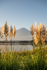 富士山とすすき（河口湖）