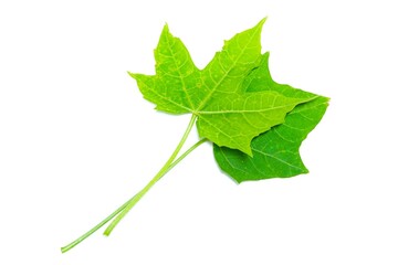 Two Chaya leaves of two sizes, stacked on a white background.