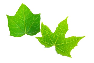 Naklejka na ściany i meble Two Chaya leaves of two sizes, placed on a white background.