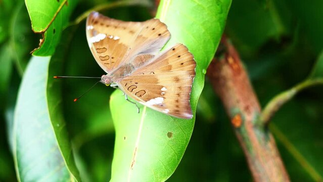 Female Mango Baron ( Euthalia aconthea ) butterfly on green leaf tree plant, Trey white stripes on brown wing of insect 