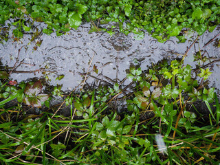 Raindrops on the grass under the balcony