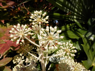 「ヤツデ」の花