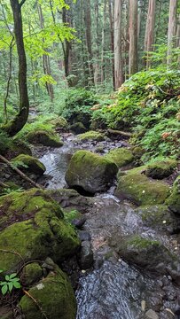 屋久島 Images Browse 4 564 Stock Photos Vectors And Video Adobe Stock