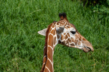 Giraffa camelopardalis reticulata giraffe's head, resting in the field, mexico