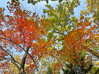 Multicolored leaves of small-leaved maple in the Primorsky taiga. Khasansky district, Russia