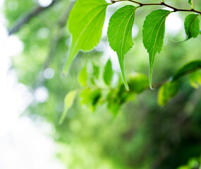 Fresh and green leaves for background