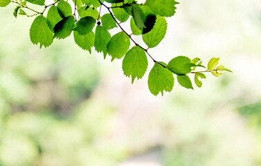Obraz premium Fresh and green leaves for background