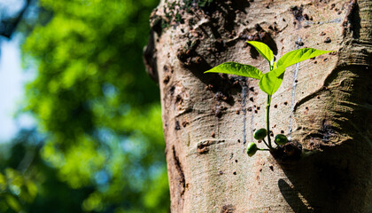 New buds on branch  in spring